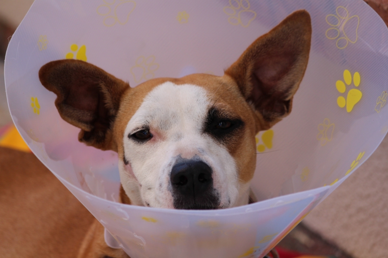 veterinaire-MAZAUGUES-min_dog-1191676