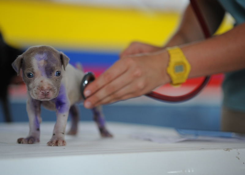 veterinaire-MAZAUGUES-min_veterinaire