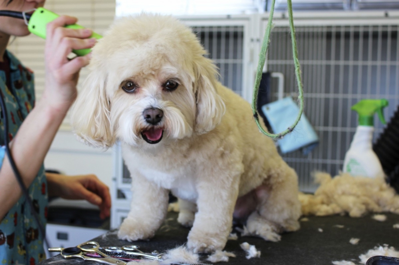 veterinaire-MAZAUGUES-min_white_dog_grooming_pet_pet_grooming_salon_groomer_fur-678977